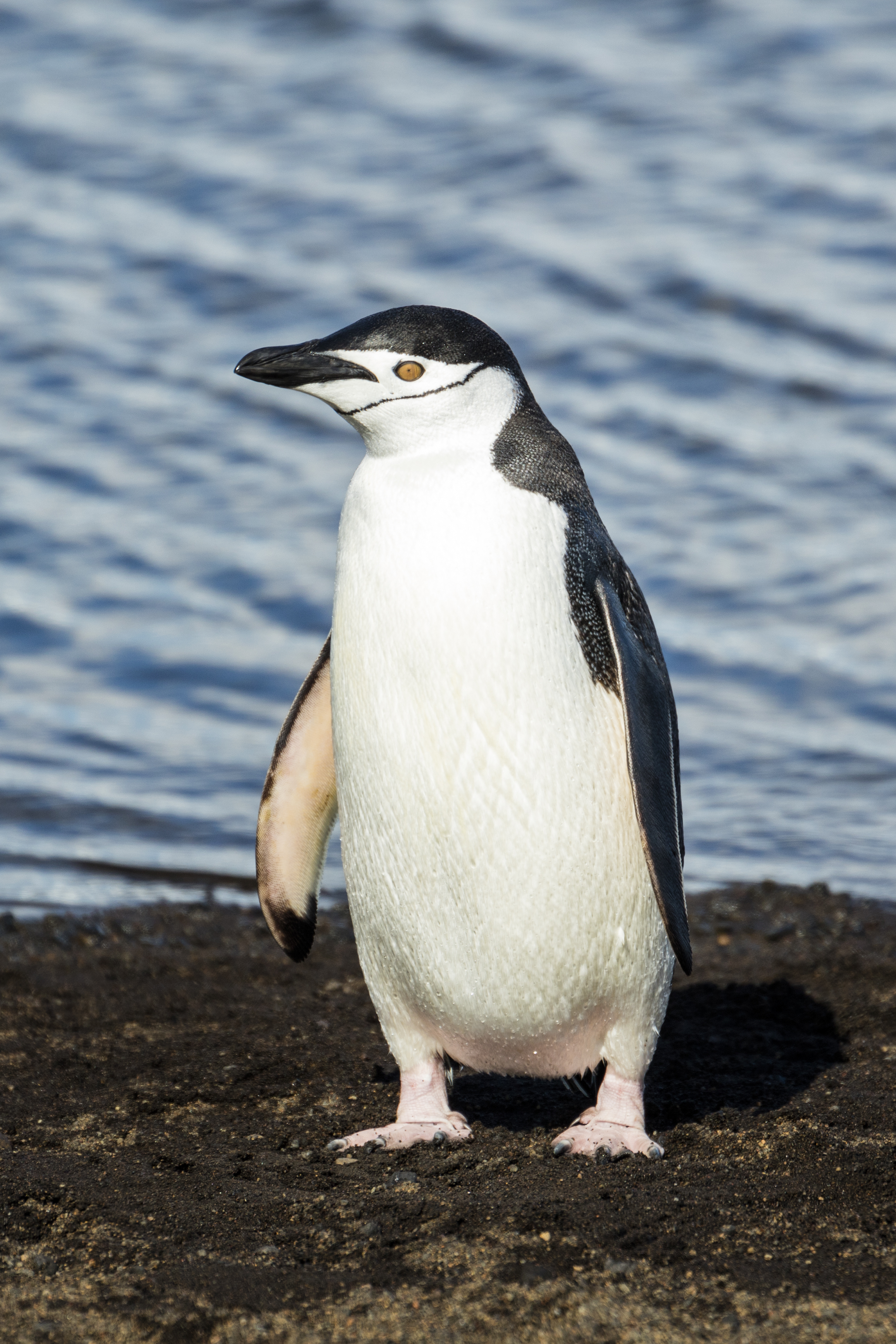 Bouvet Island