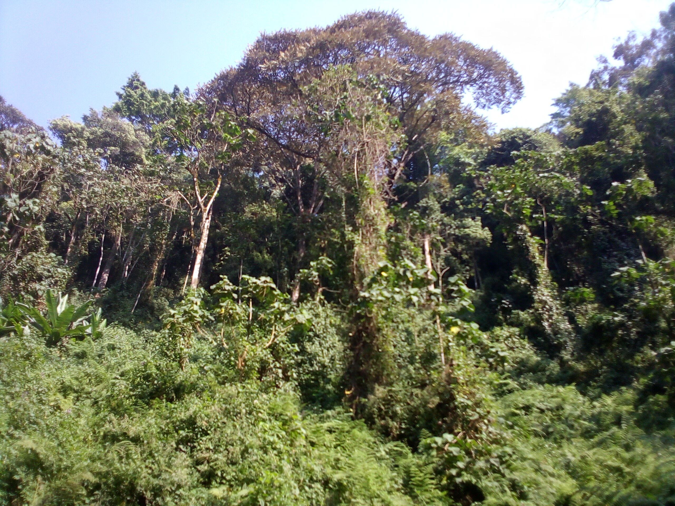 Bubanza