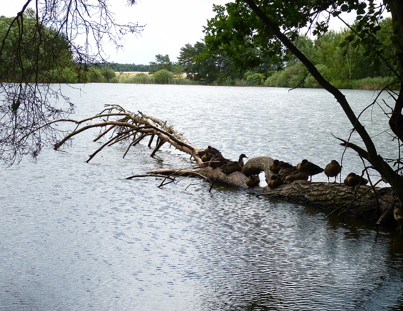 Třeboňsko lakes