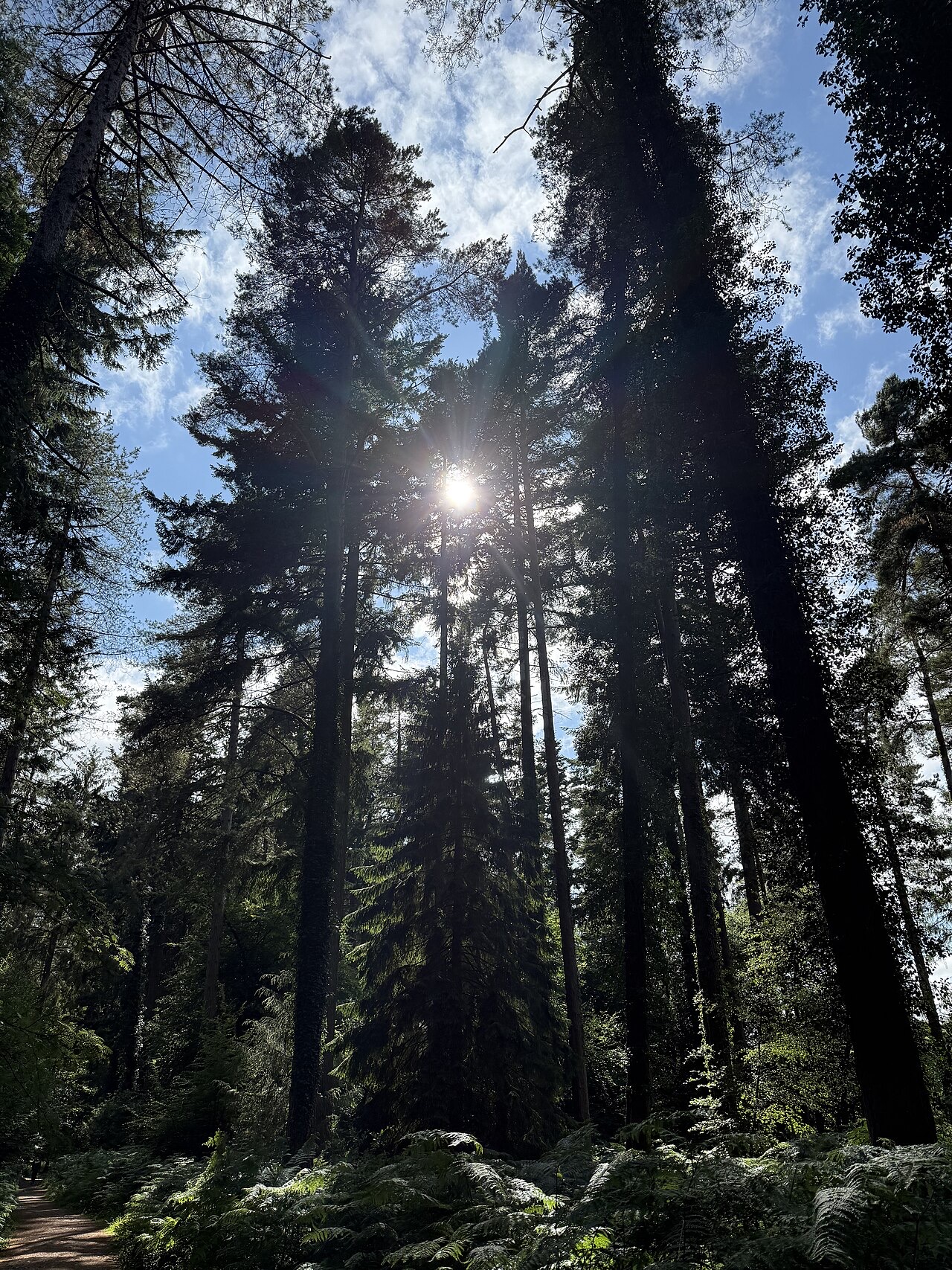 Forest of Dean