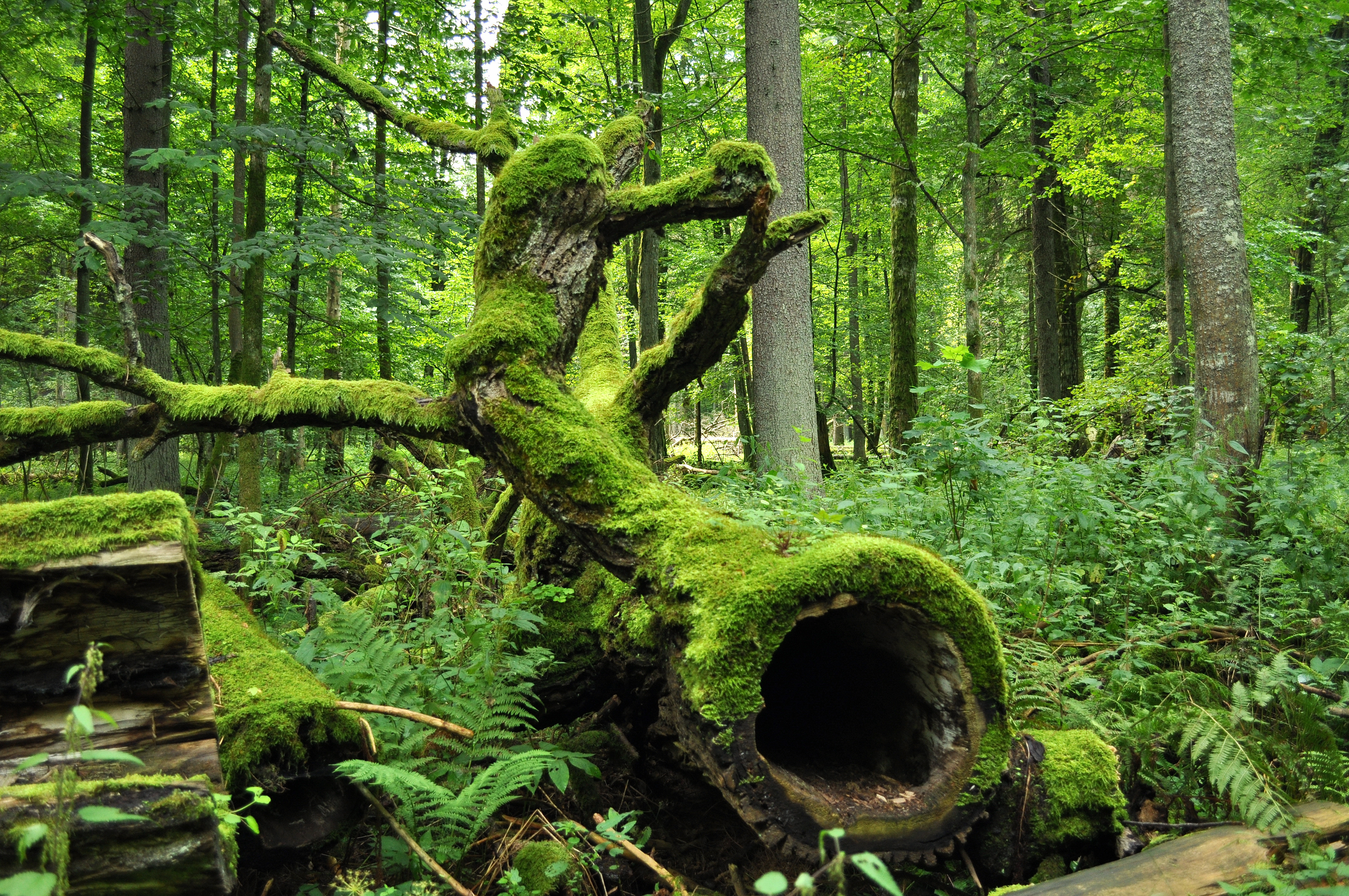 Białowieża (transboundary core)