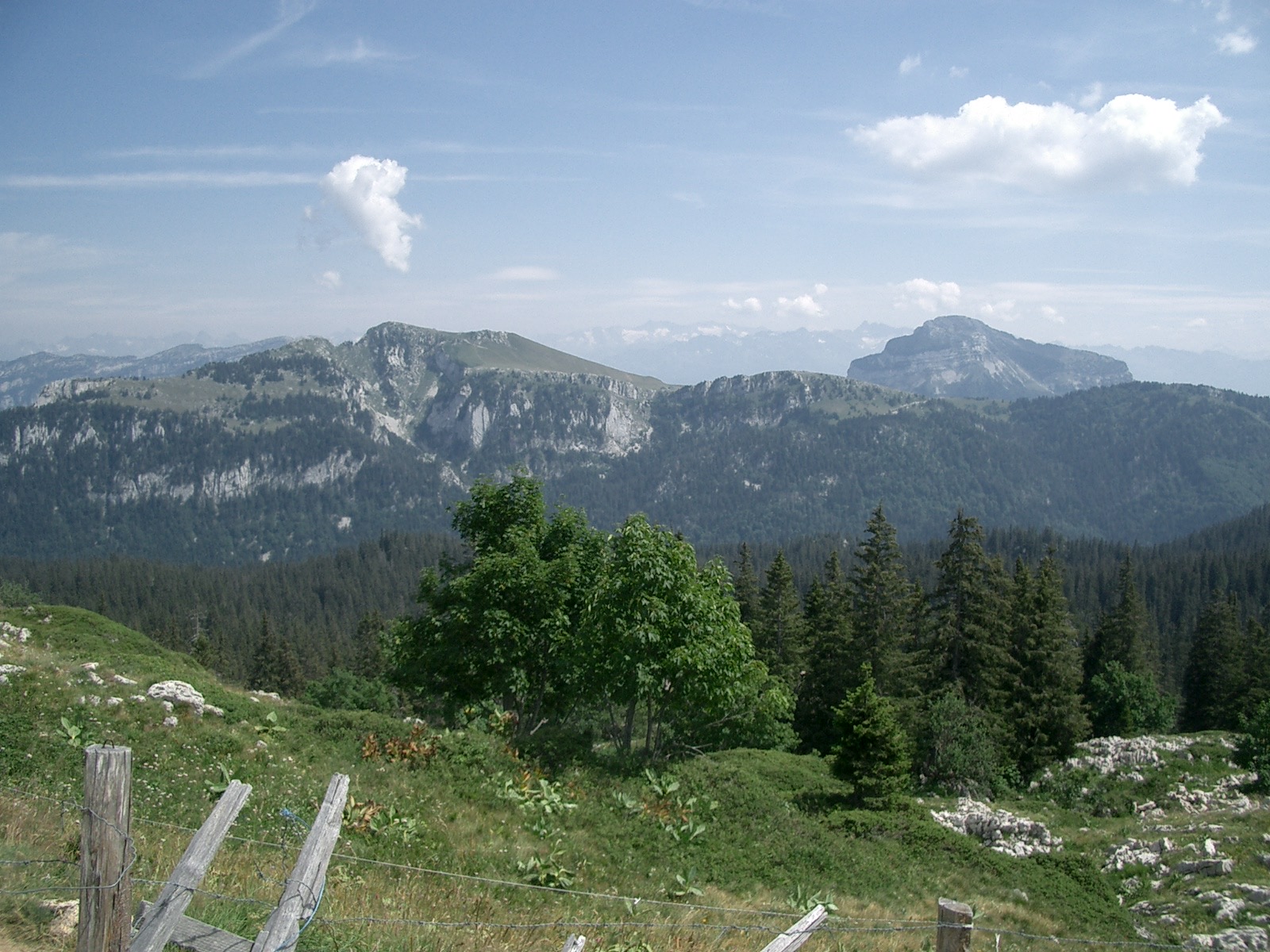 Chartreuse