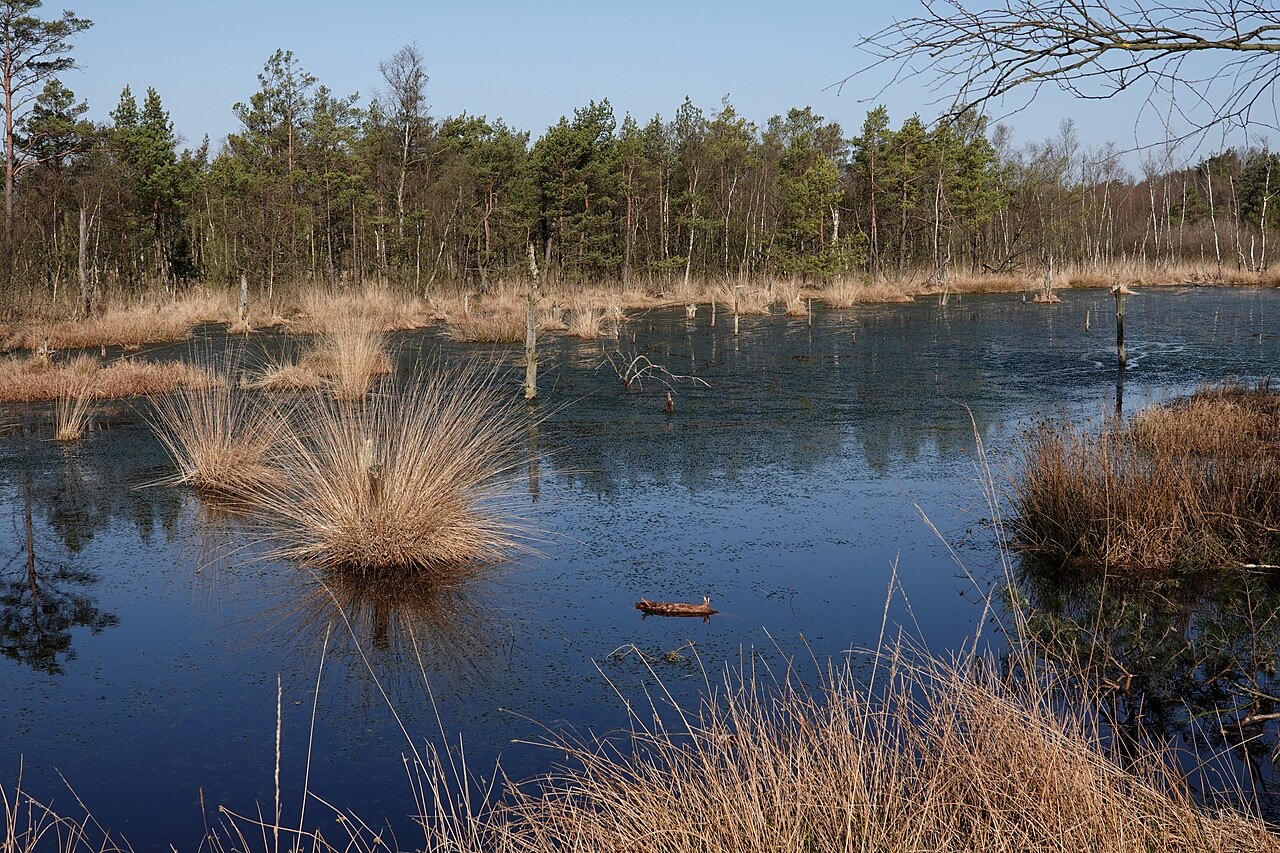 Lüneburg Heath