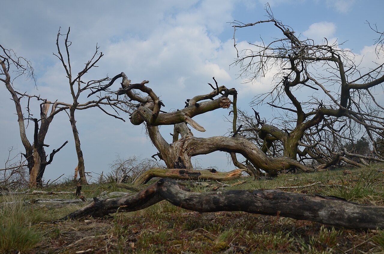 Hoge Veluwe