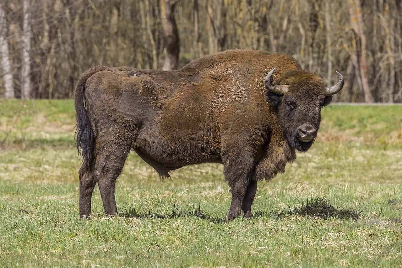 Białowieża hub