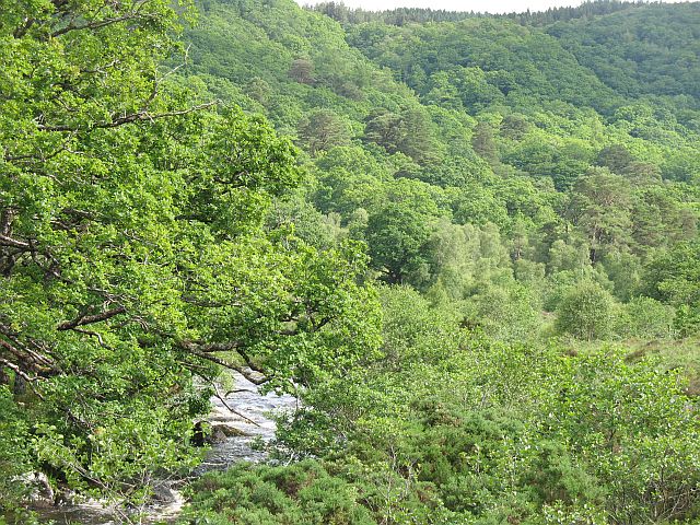 Ariundle Oakwood