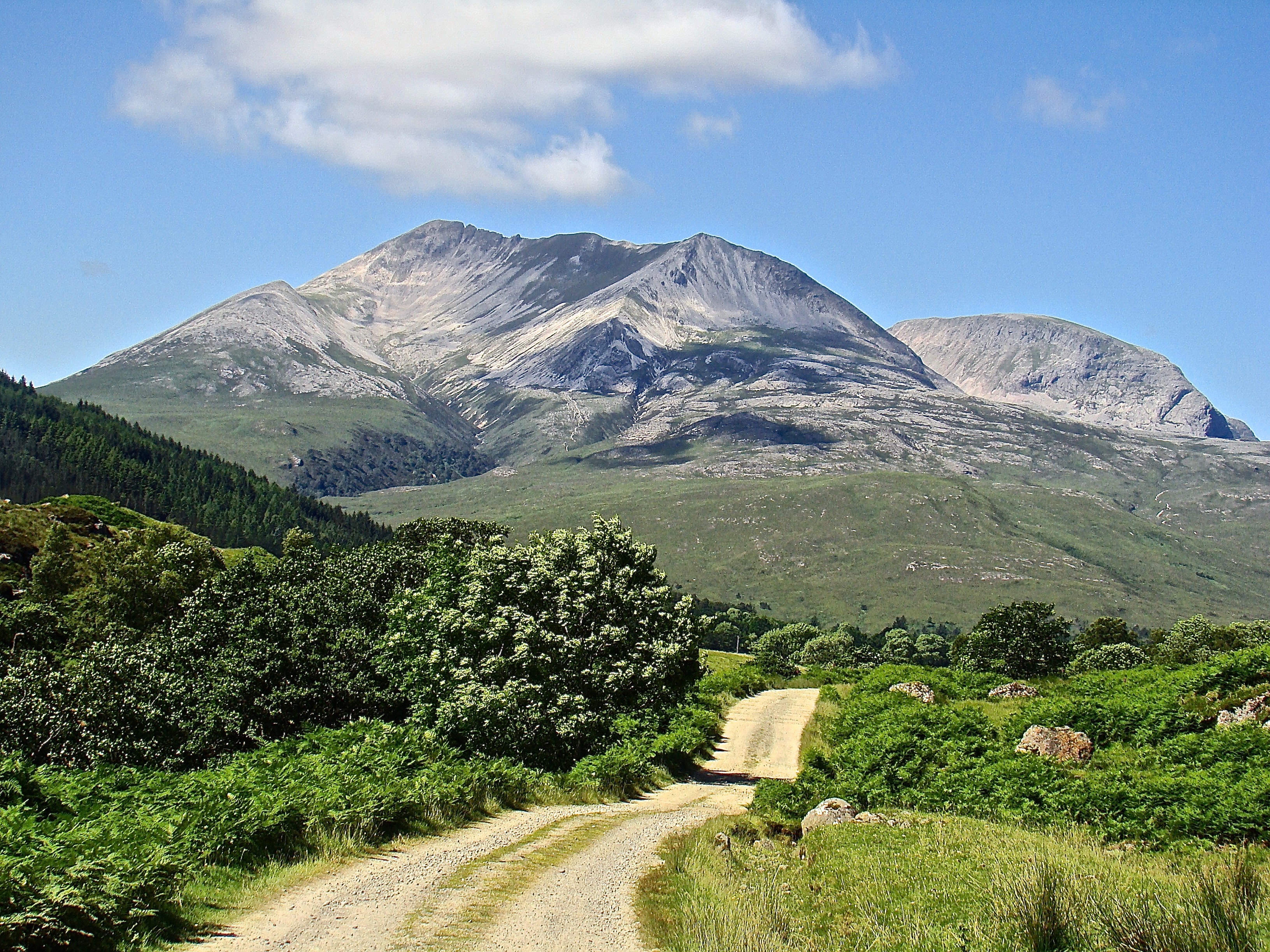 Beinn Eighe pinewoods