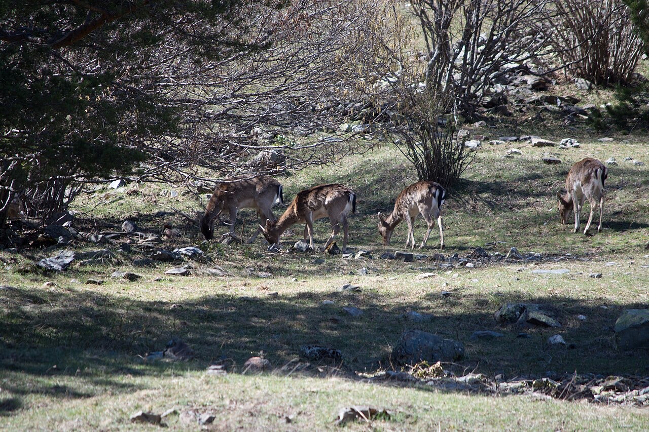 Aigüestortes