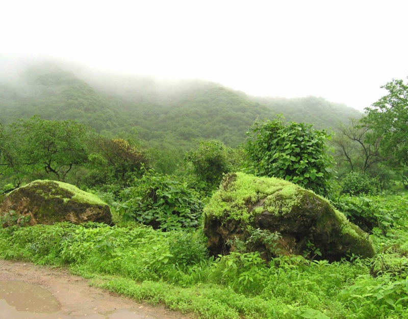 dhofar